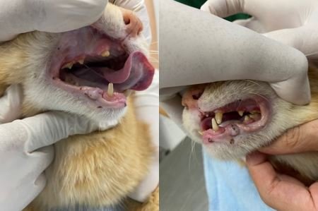 โรคหัวใจที่พบบ่อยที่สุดในแมว...HCM โรคหัวใจที่พบบ่อยที่สุดในแมว...HCM